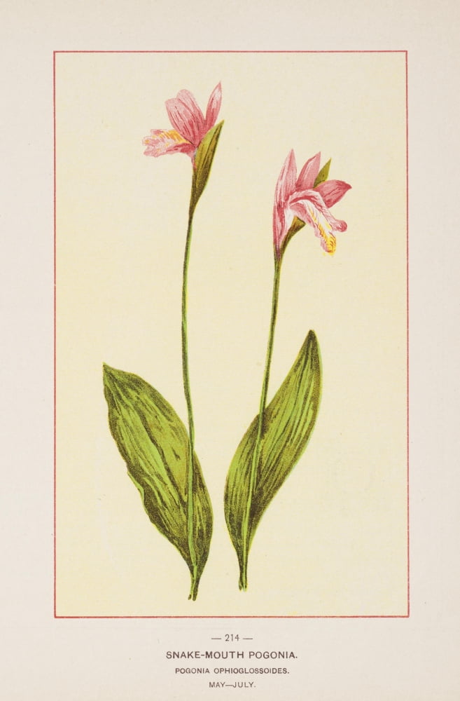 Wild Flowers of America 1894 Snake-mouth Pogonia Canvas Art - Unknown (18 x 24)