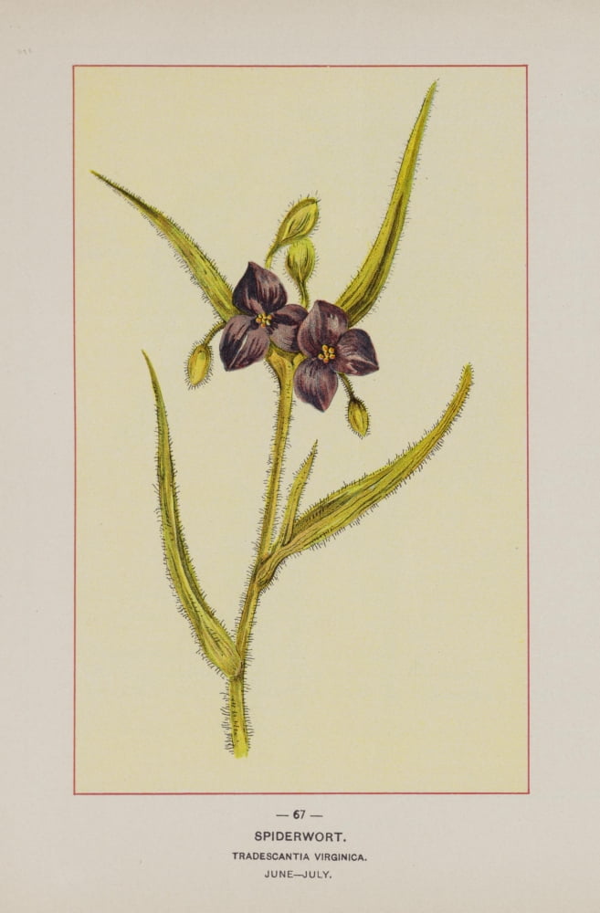 Wild Flowers of America 1894 Spiderwort Canvas Art - Unknown (18 x 24)