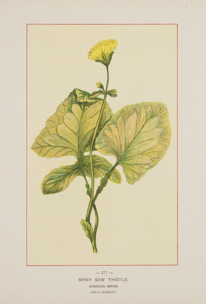 Wild Flowers of America 1894 Spiny Sow Thistle Canvas Art - Unknown (18 x 24)