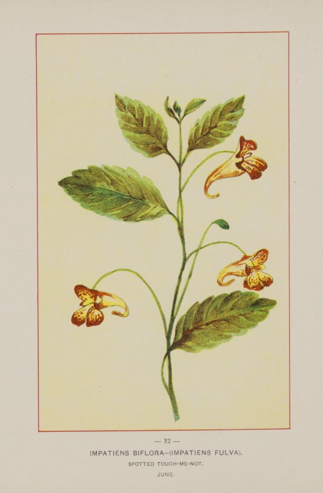 Wild Flowers of America 1894 Spotted Touch-me-not Canvas Art - Unknown (18 x 24)