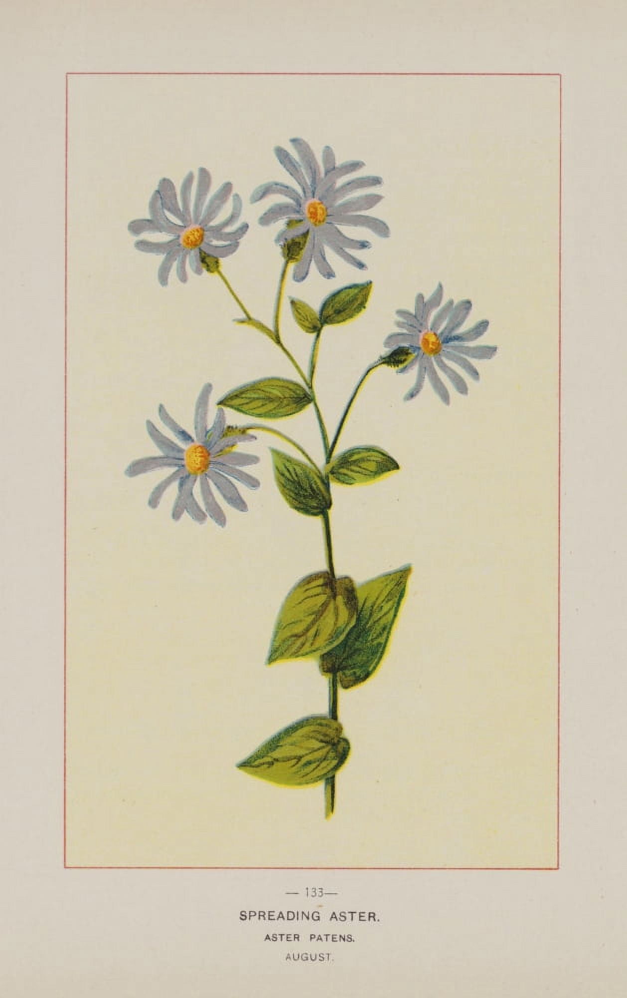 Wild Flowers of America 1894 Spreading Aster Canvas Art - Unknown (18 x 24)