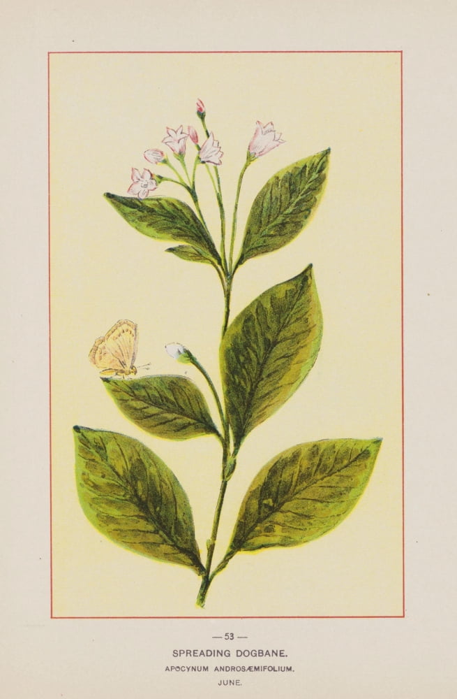 Wild Flowers of America 1894 Spreading Dogbane Canvas Art - Unknown (18 x 24)