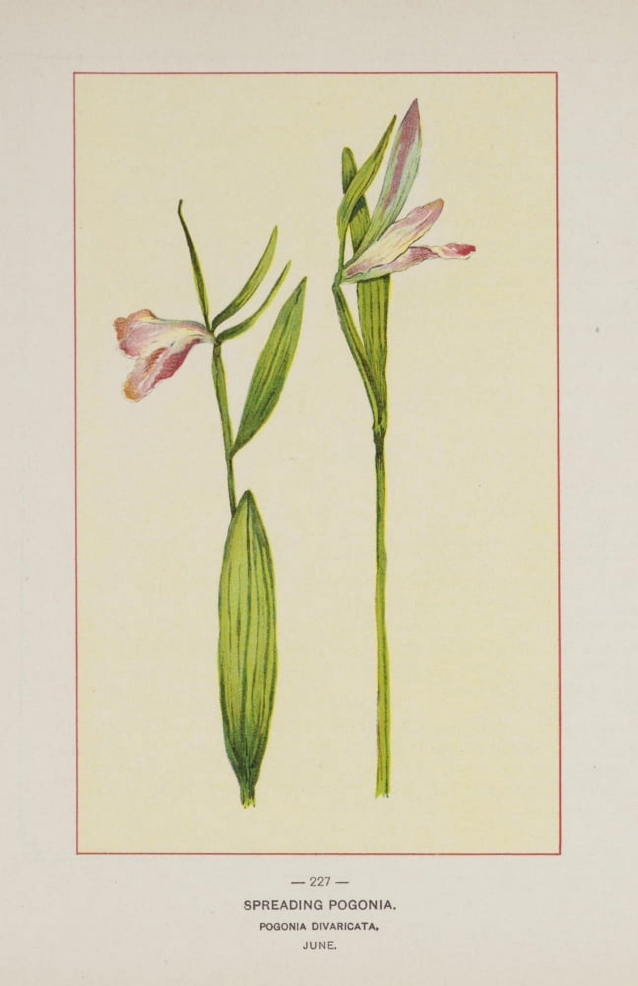 Wild Flowers of America 1894 Spreading Pogonia Canvas Art - Unknown (18 x 24)