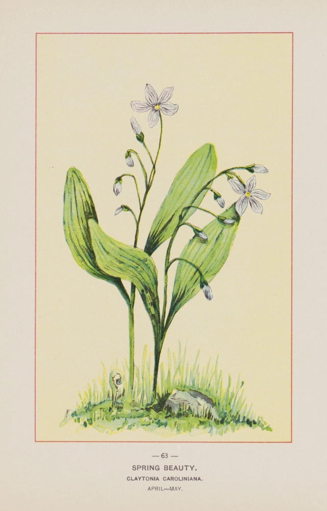Wild Flowers of America 1894 Spring Beauty Canvas Art - Unknown (18 x 24)