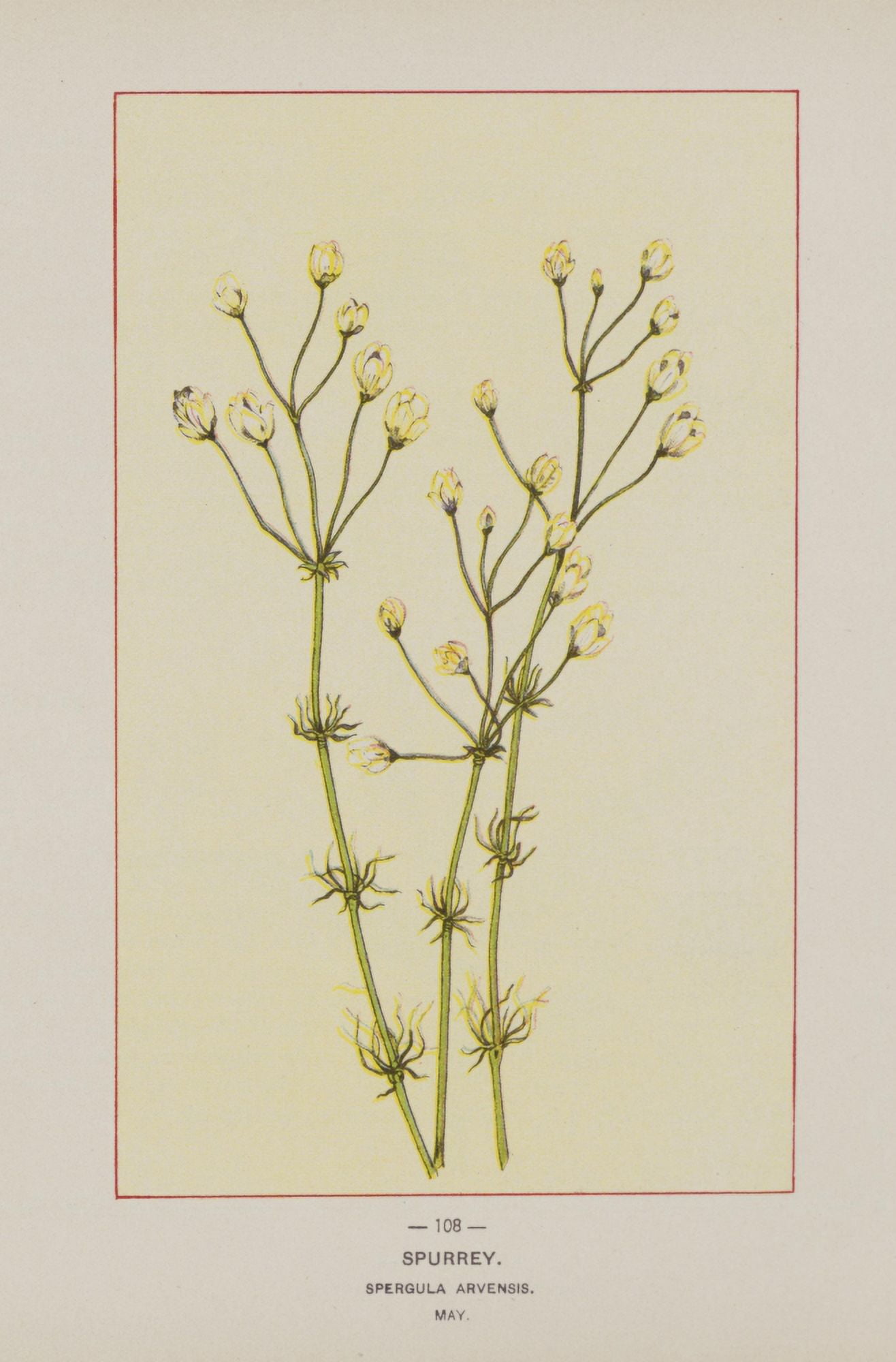 Wild Flowers of America 1894 Spurry Canvas Art - Unknown (18 x 24)