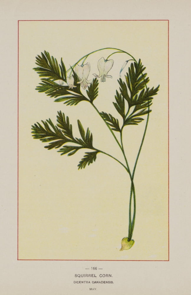 Wild Flowers of America 1894 Squirrel Corn Canvas Art - Unknown (18 x 24)
