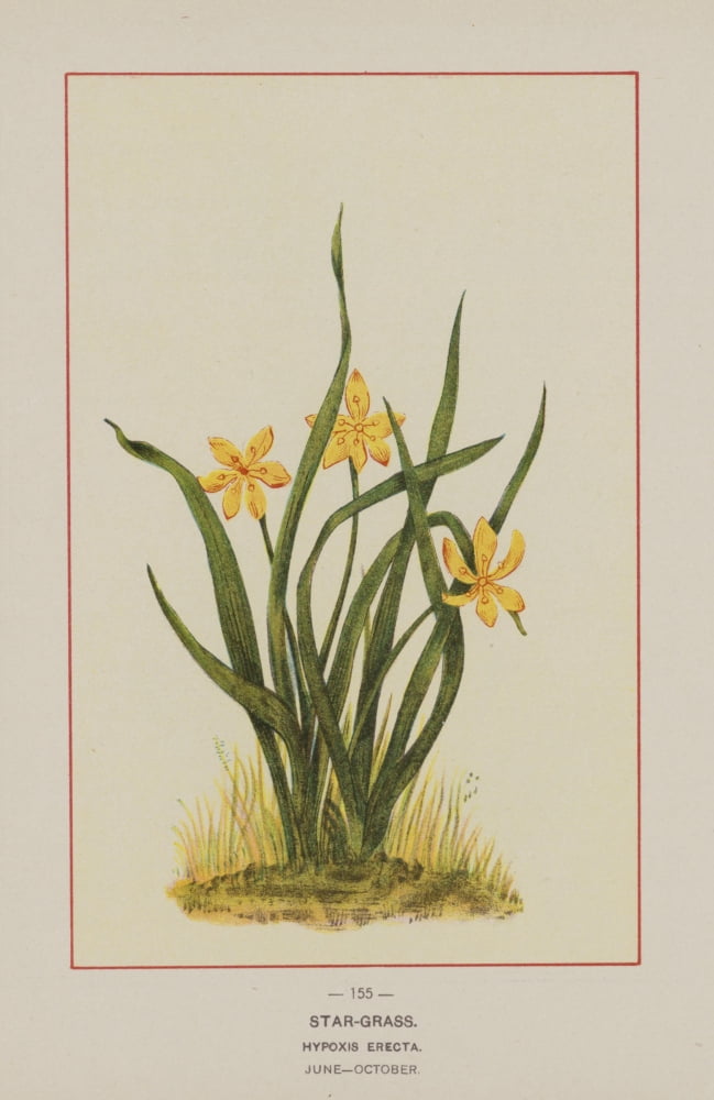 Wild Flowers of America 1894 Star-grass Canvas Art - Unknown (18 x 24)