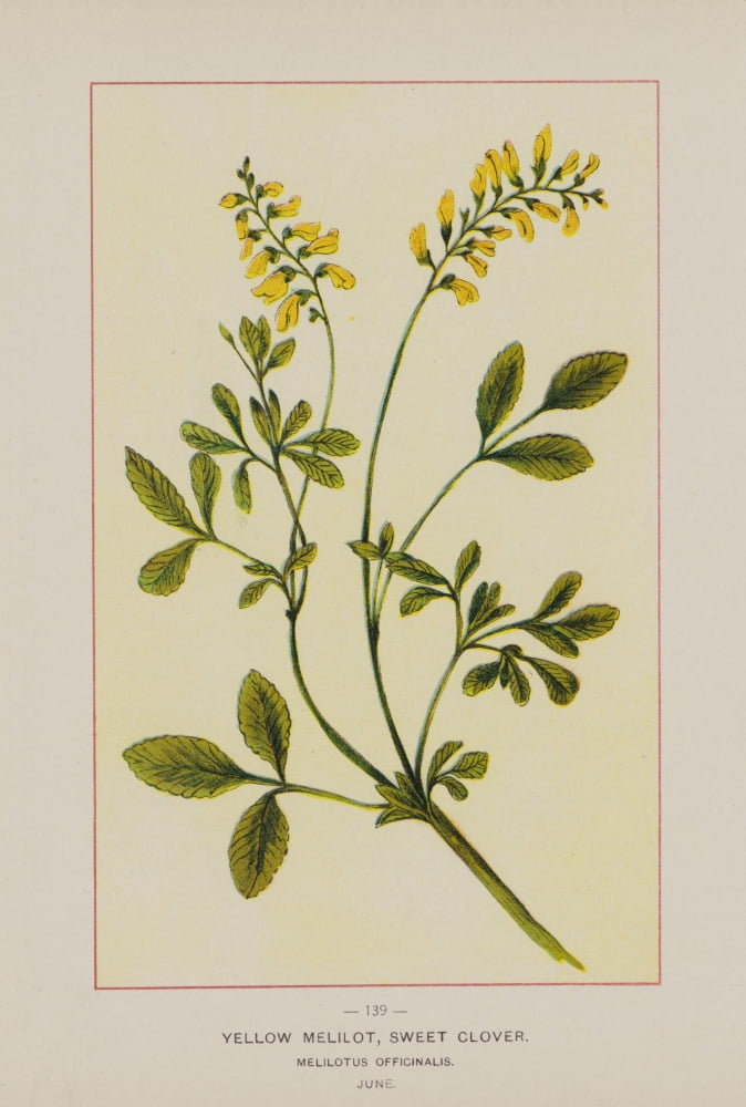 Wild Flowers of America 1894 Sweet Clover Canvas Art - Unknown (18 x 24)
