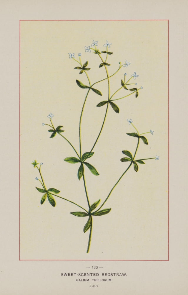 Wild Flowers of America 1894 Sweet-scented Bedstraw Canvas Art - Unknown (18 x 24)