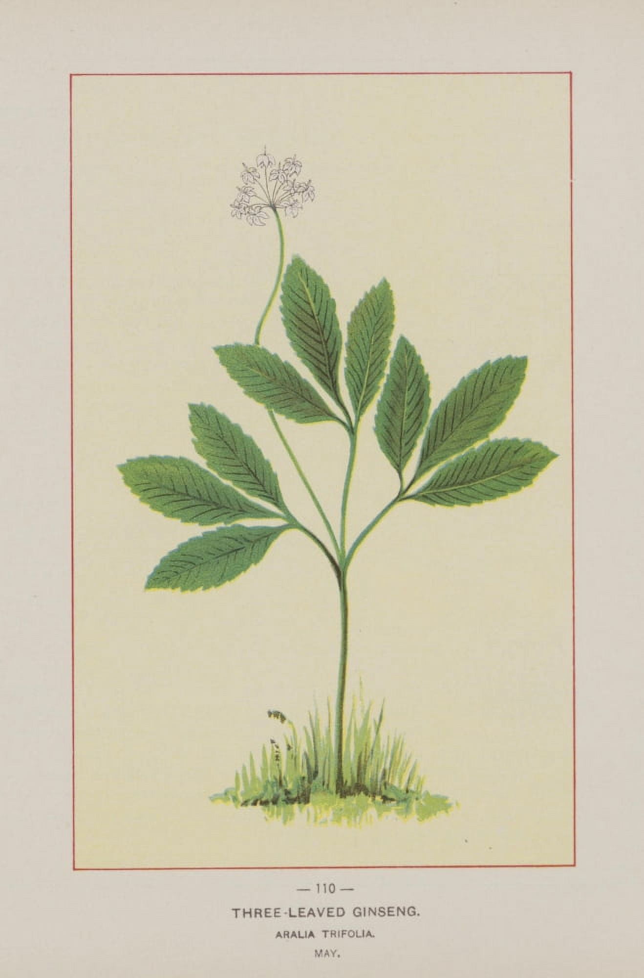 Wild Flowers of America 1894 Three-leaved Ginseng Canvas Art - Unknown (18 x 24)