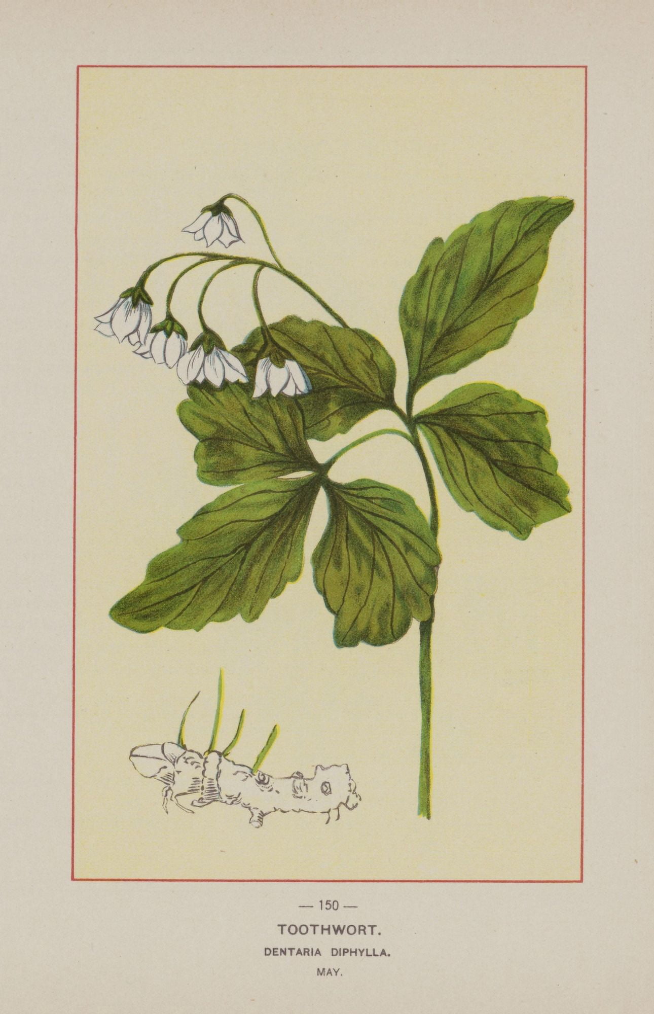 Wild Flowers of America 1894 Toothwort Canvas Art - Unknown (18 x 24)