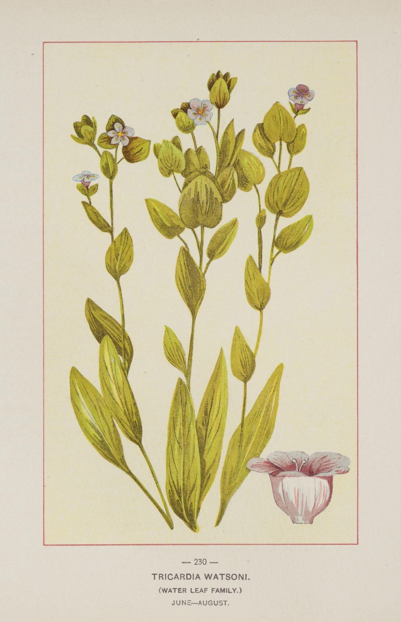 Wild Flowers of America 1894 Tricardia Watsoni Canvas Art - Unknown (18 x 24)