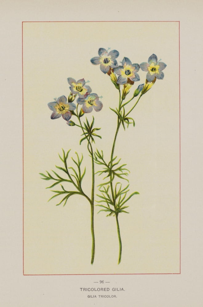 Wild Flowers of America 1894 Tricolored Gilia Canvas Art - Unknown (18 x 24)