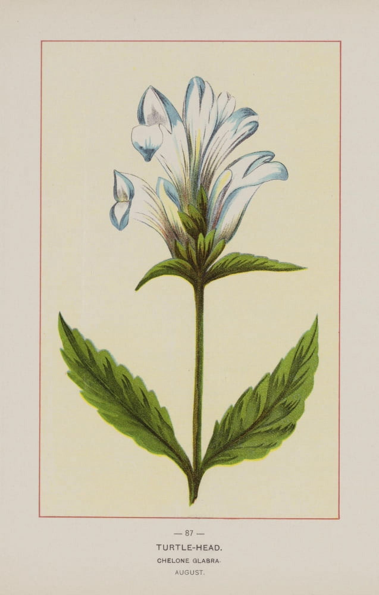 Wild Flowers of America 1894 Turtle-head Canvas Art - Unknown (18 x 24)