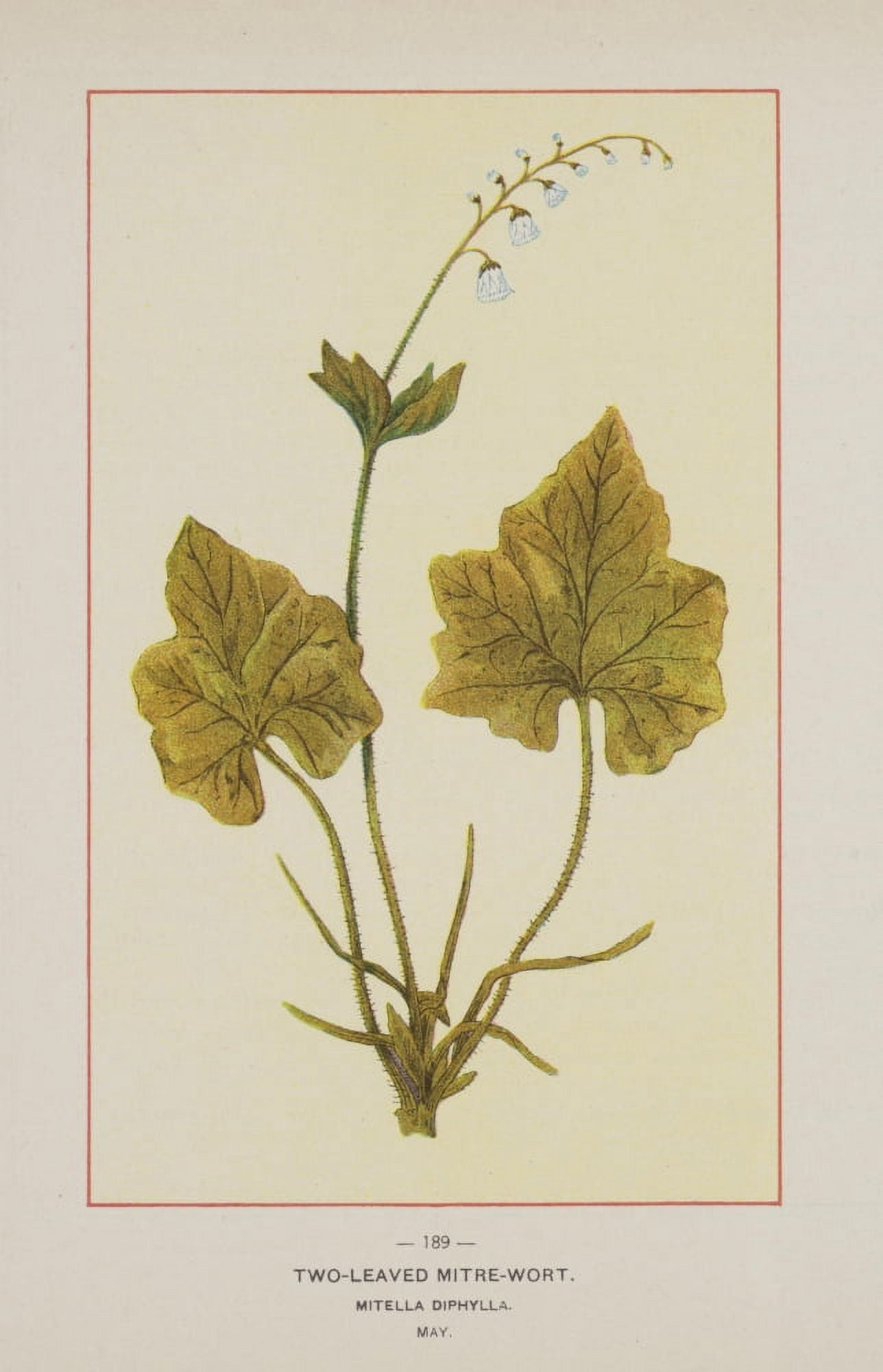 Wild Flowers of America 1894 Two-leaved Mitre-wort Canvas Art - Unknown (18 x 24)