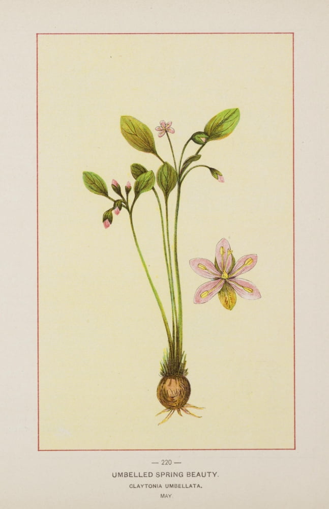 Wild Flowers of America 1894 Unbelled Spring Beauty Canvas Art - Unknown (18 x 24)