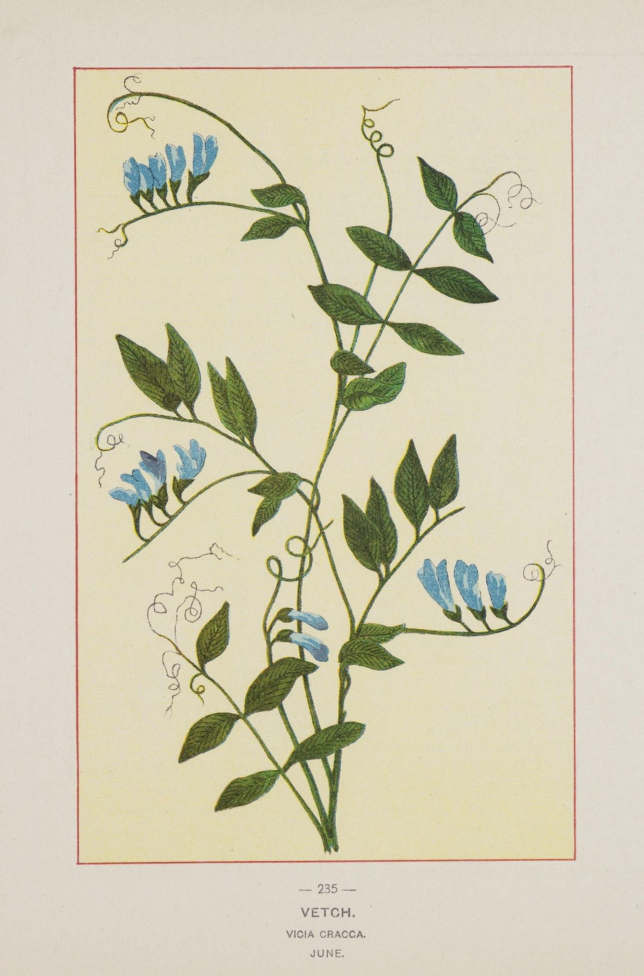 Wild Flowers of America 1894 Vetch Canvas Art - Unknown (18 x 24)