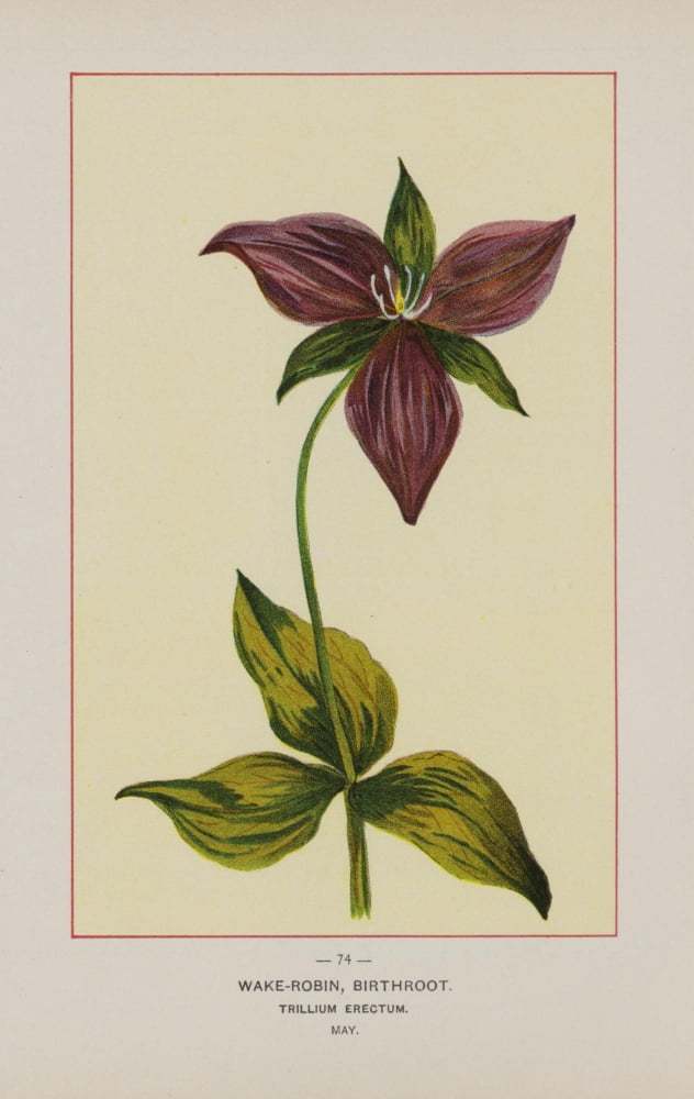 Wild Flowers of America 1894 Wake-robin Canvas Art - Unknown (18 x 24)