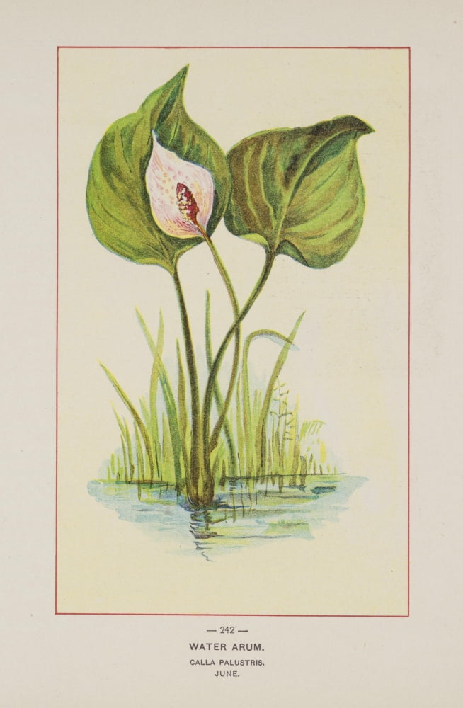 Wild Flowers of America 1894 Water Arum Canvas Art - Unknown (18 x 24)
