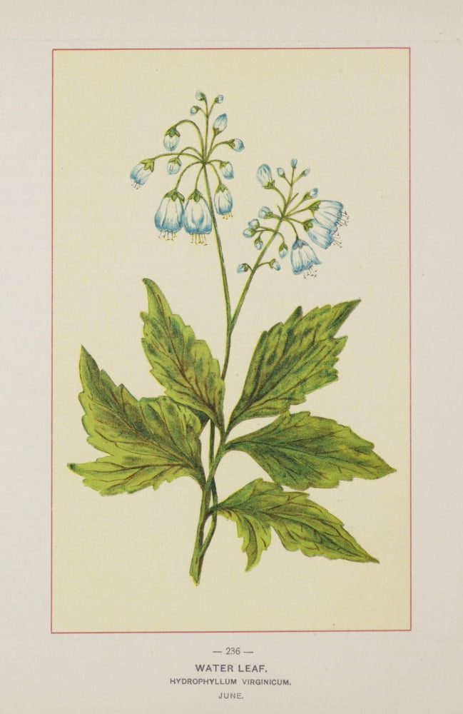 Wild Flowers of America 1894 Water Leaf Canvas Art - Unknown (18 x 24)