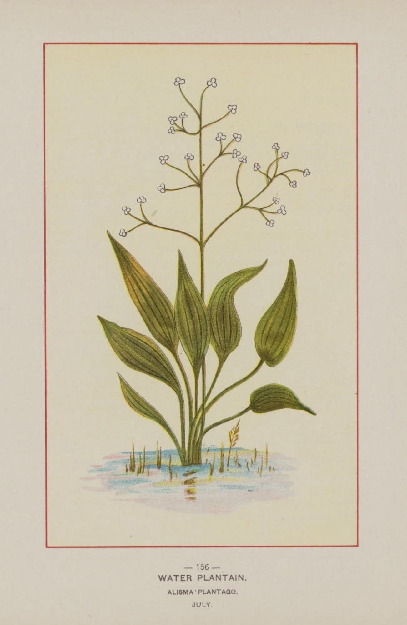Wild Flowers of America 1894 Water Plantain Canvas Art - Unknown (18 x 24)