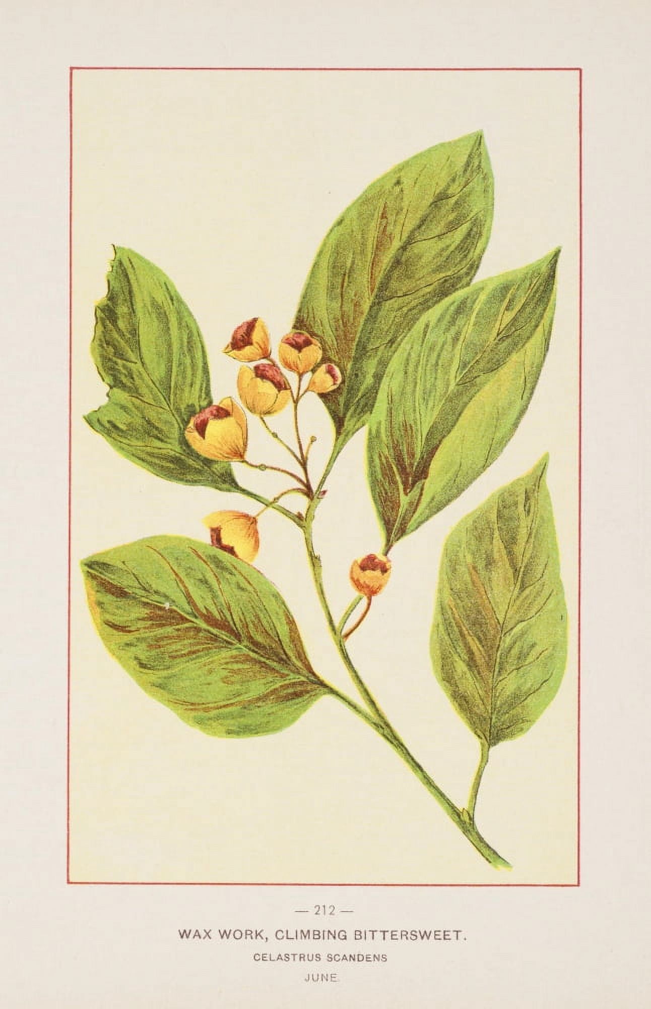 Wild Flowers of America 1894 Wax Work Canvas Art - Unknown (18 x 24)