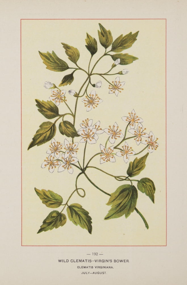 Wild Flowers of America 1894 Wild Clematis-Virgins Bower Canvas Art - Unknown (18 x 24)