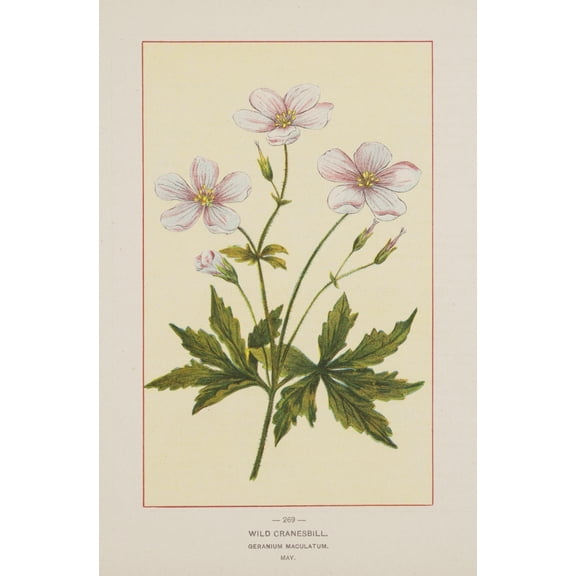 Wild Flowers of America 1894 Wild Cranesbill Poster Print by Unknown (24 x 36)