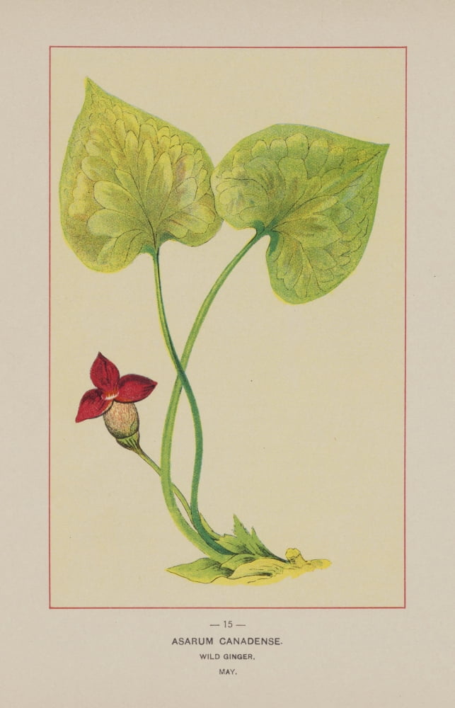 Wild Flowers of America 1894 Wild Ginger Canvas Art - Unknown (18 x 24)