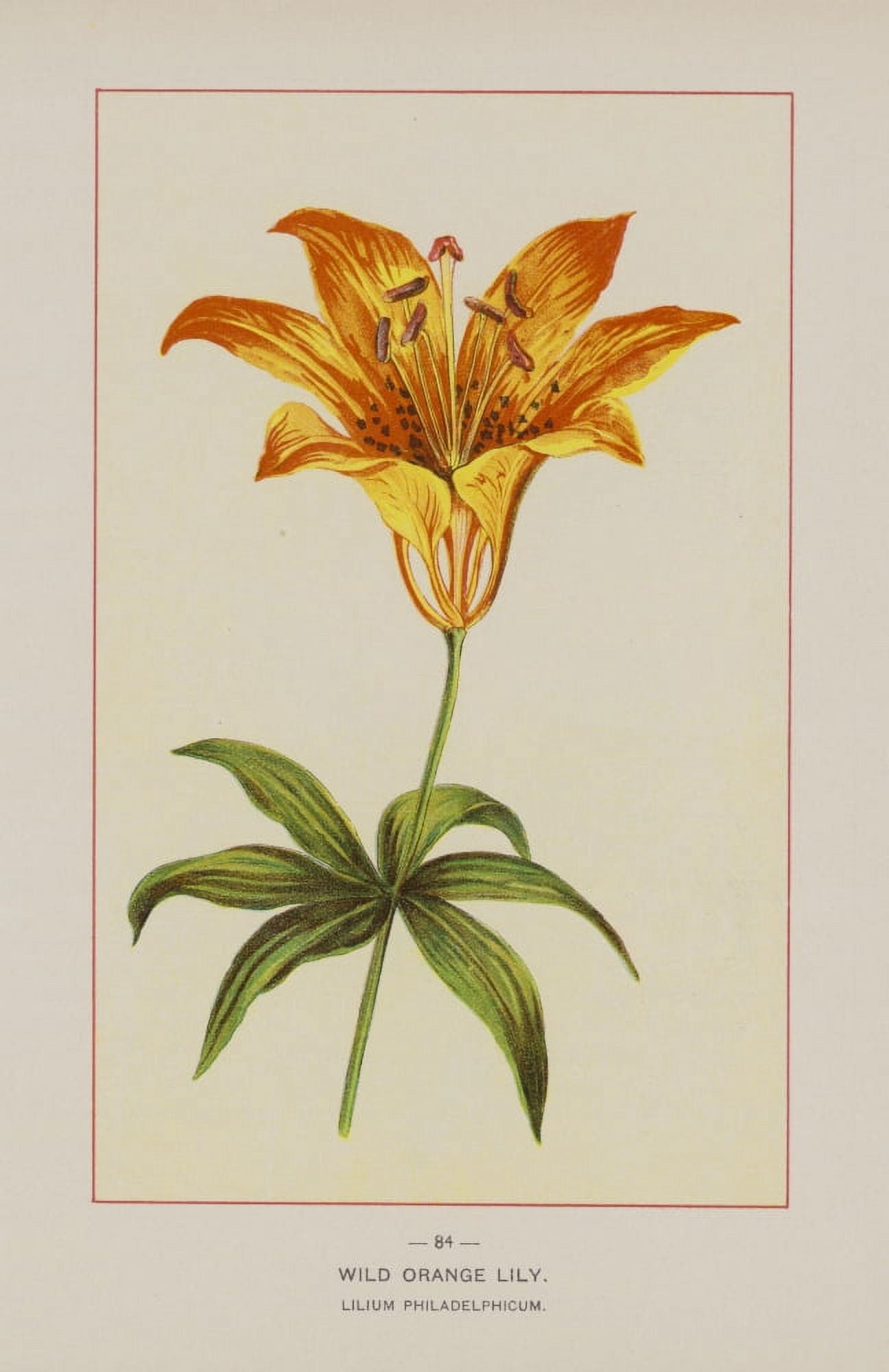 Wild Flowers of America 1894 Wild Orange Lily Canvas Art - Unknown (18 x 24)