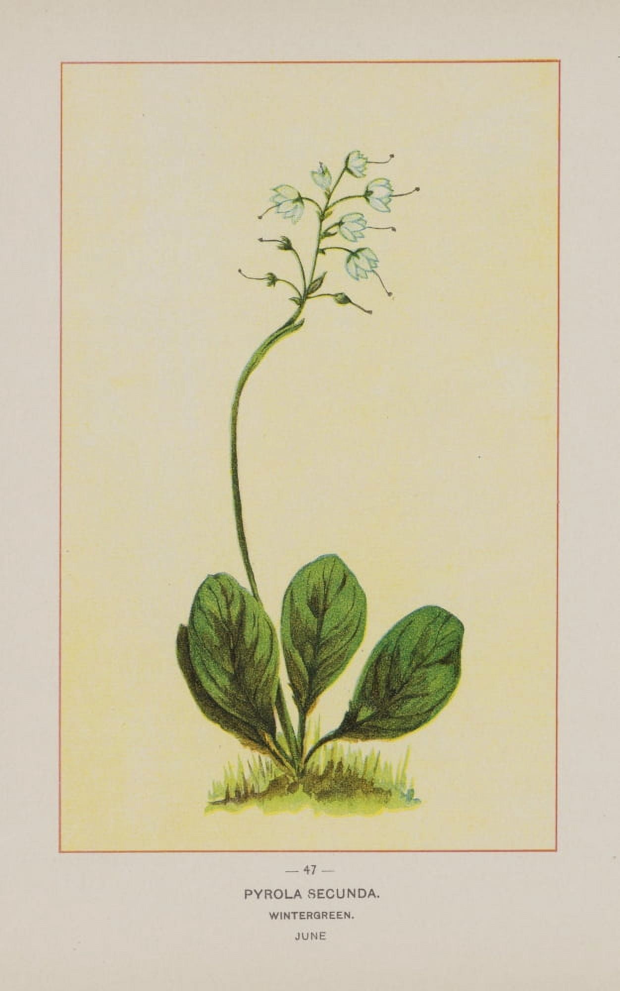 Wild Flowers of America 1894 Wintergreen Canvas Art - Unknown (18 x 24)