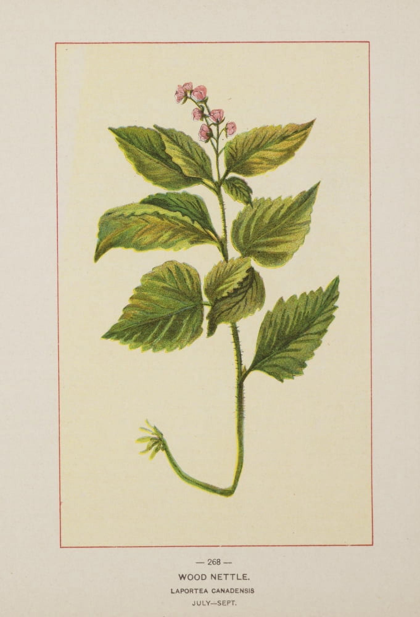 Wild Flowers of America 1894 Wood Nettle Canvas Art - Unknown (18 x 24)