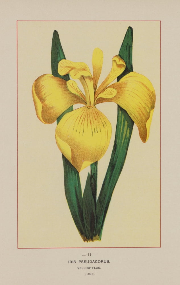 Wild Flowers of America 1894 Yellow Flag Canvas Art - Unknown (18 x 24)