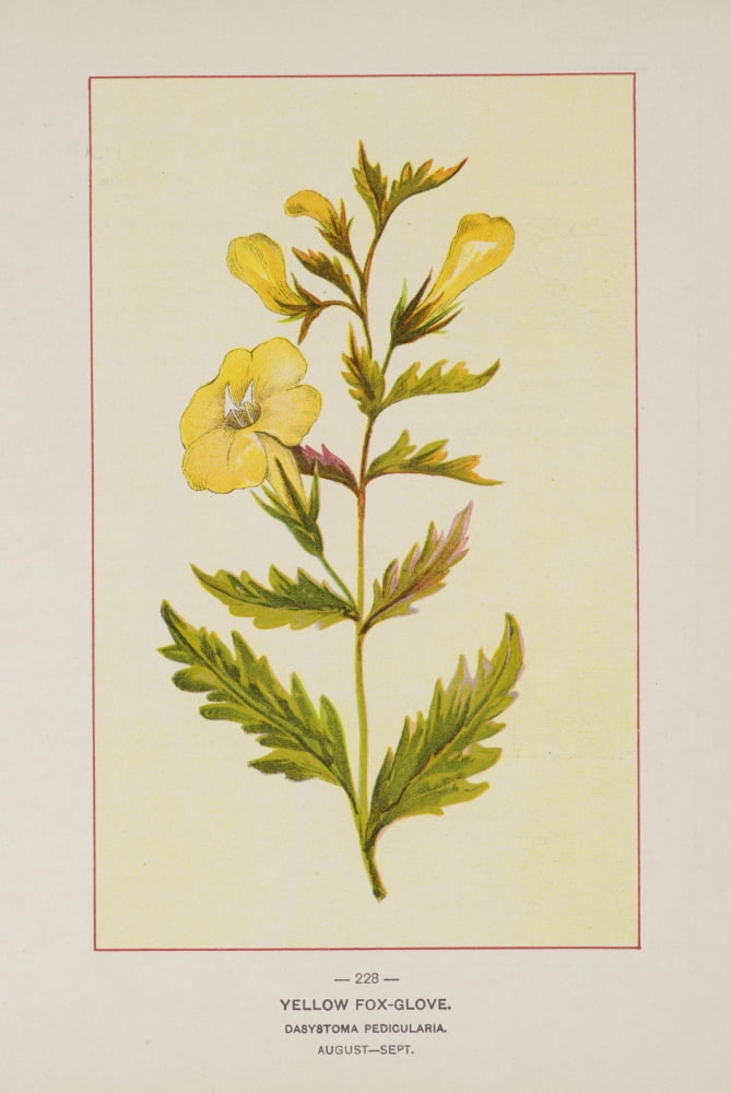 Wild Flowers of America 1894 Yellow Fox-glove Canvas Art - Unknown (18 x 24)
