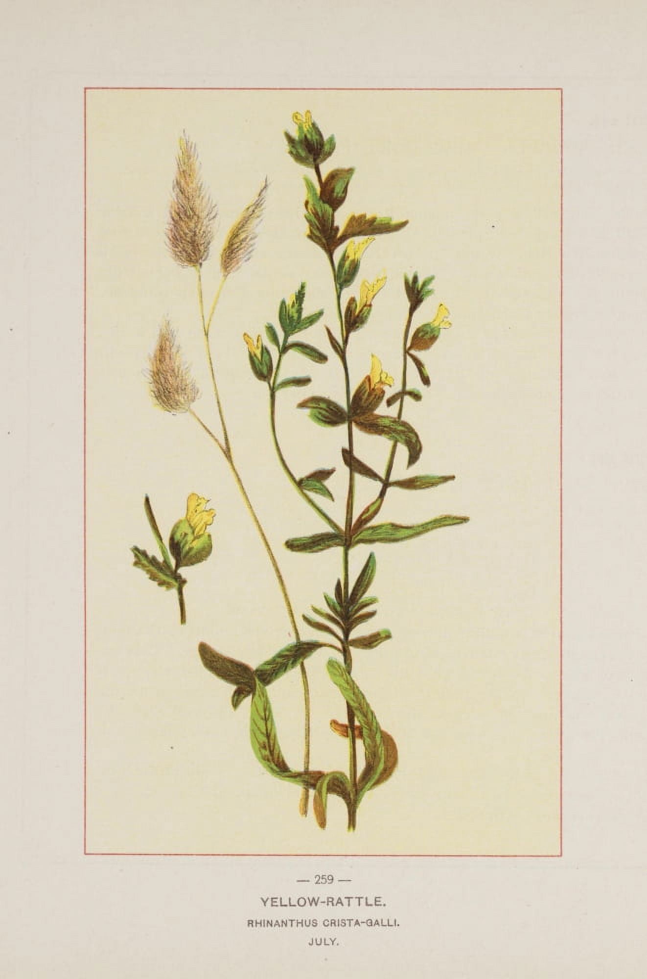 Wild Flowers of America 1894 Yellow Rattle Canvas Art - Unknown (18 x 24)