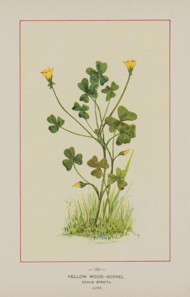 Wild Flowers of America 1894 Yellow Wood-Sorrel Canvas Art - Unknown (18 x 24)