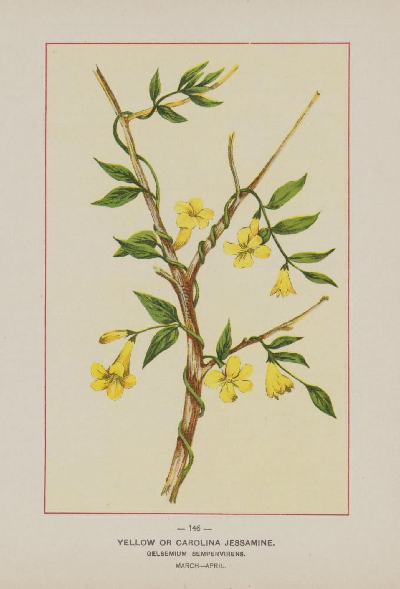 Wild Flowers of America 1894 Yellow or Carolina Jessamine Canvas Art - Unknown (18 x 24)