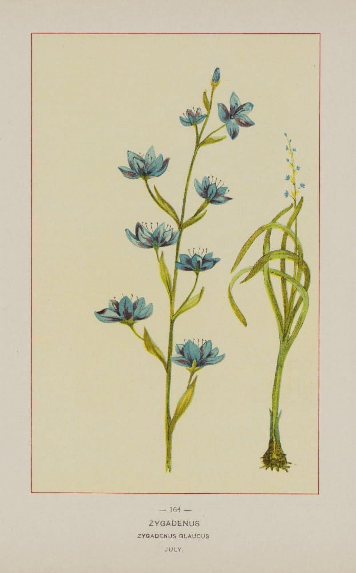 Wild Flowers of America 1894 Zygadenus Canvas Art - Unknown (18 x 24)