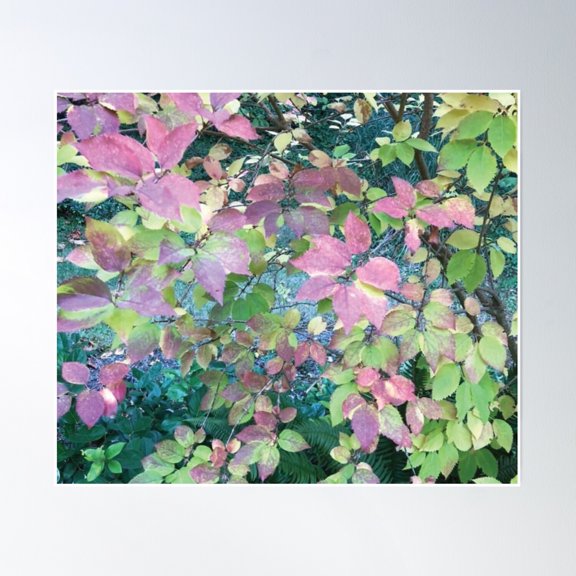 Wild Forest Leaves On Beautiful Gabriola Poster Wall Art, Modern Wall Decor, 8x12 UNFRAMED
