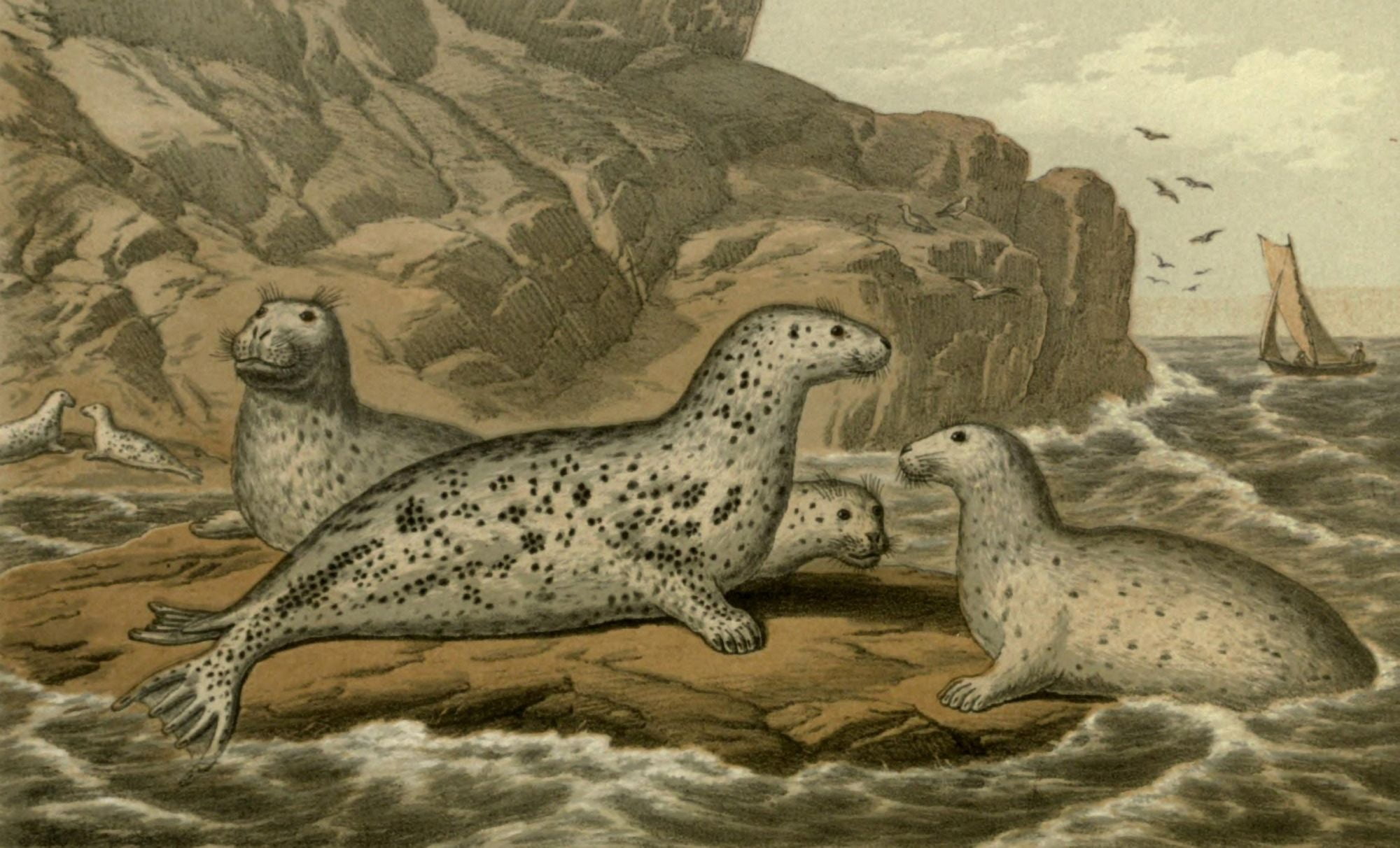 Wild Fowl of Sweden & Norway 1867 Grey Seal Canvas Art - M Korner (18 x 24)
