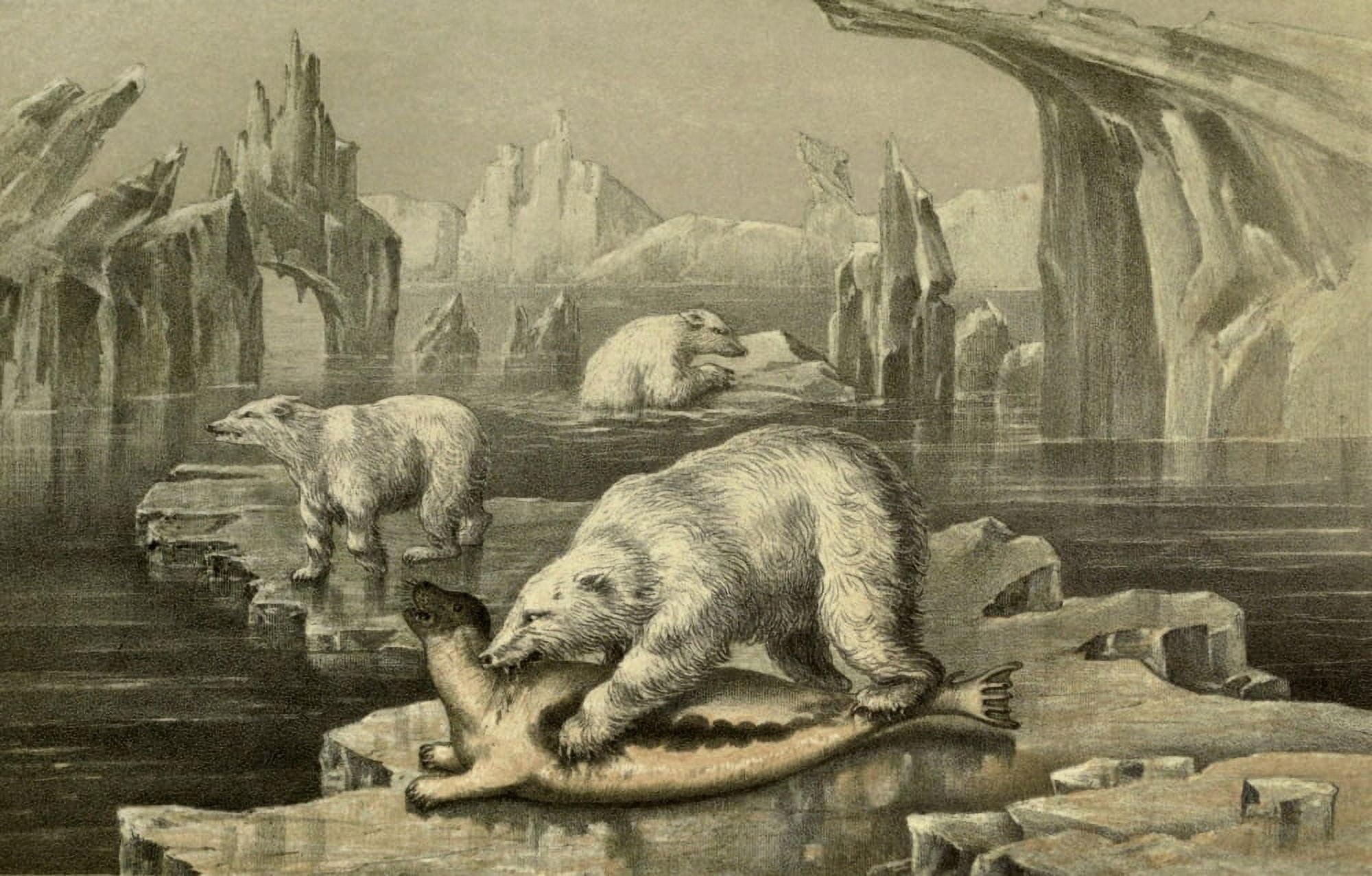 Wild Fowl of Sweden & Norway 1867 Polar Bear & Greenland Seal Canvas Art - M Korner (18 x 24)