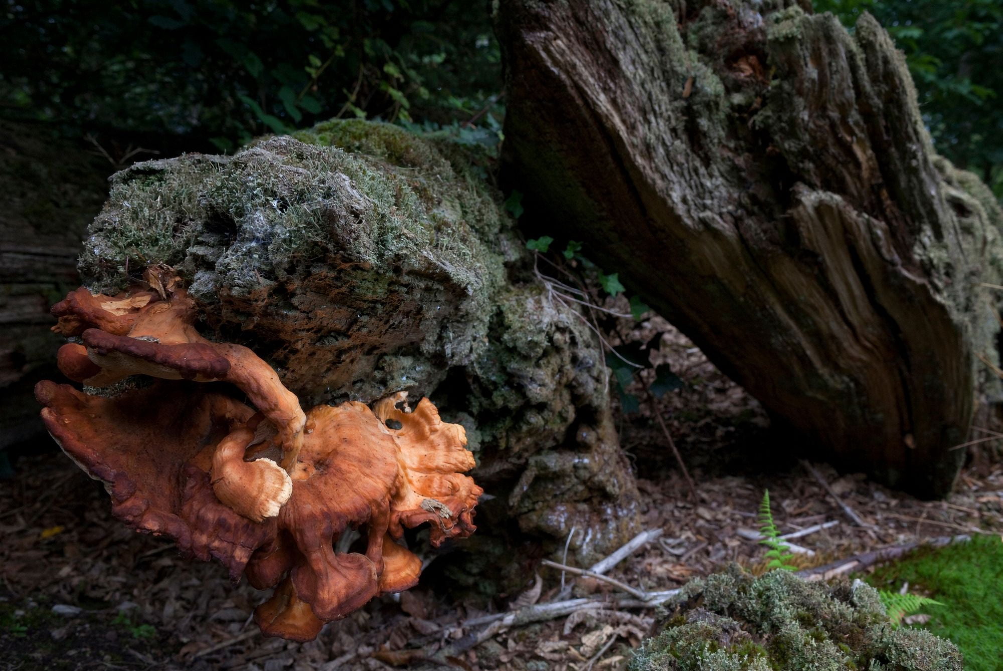 Wild Fungus Tourin Castle Gardens County Waterford Ireland Canvas Art - Panoramic Images (27 x 9)