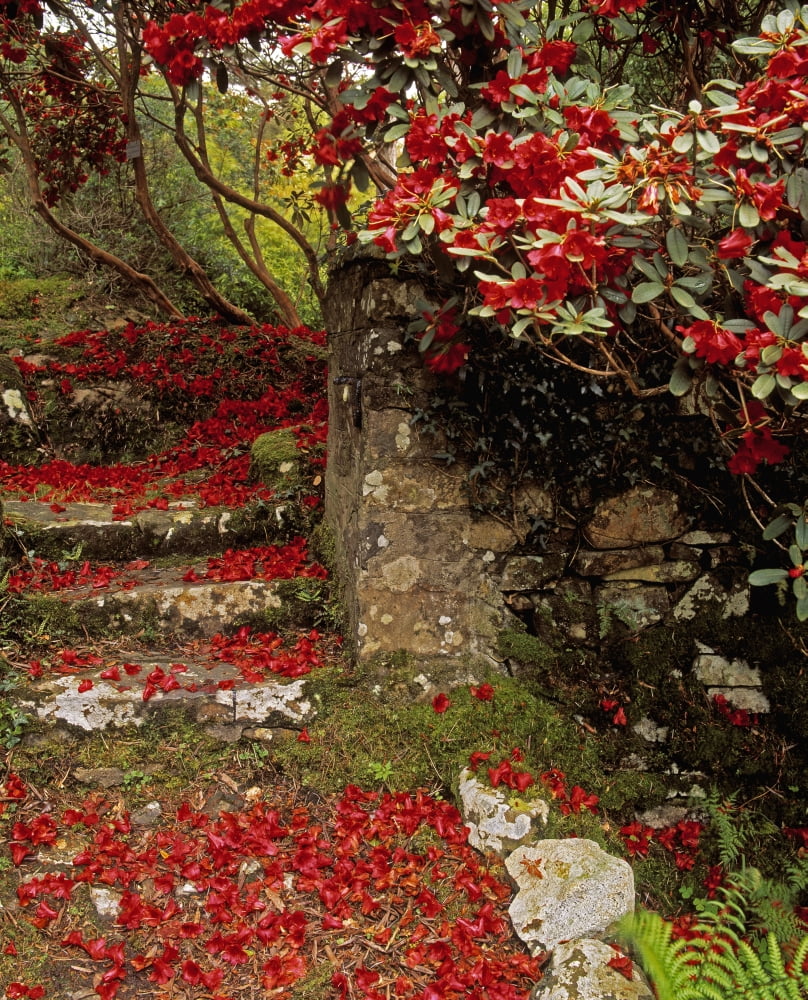 Wild Garden Rowallane Garden Co Down Ireland Canvas Art - The Irish Image Collection Design Pics (24 x 30)