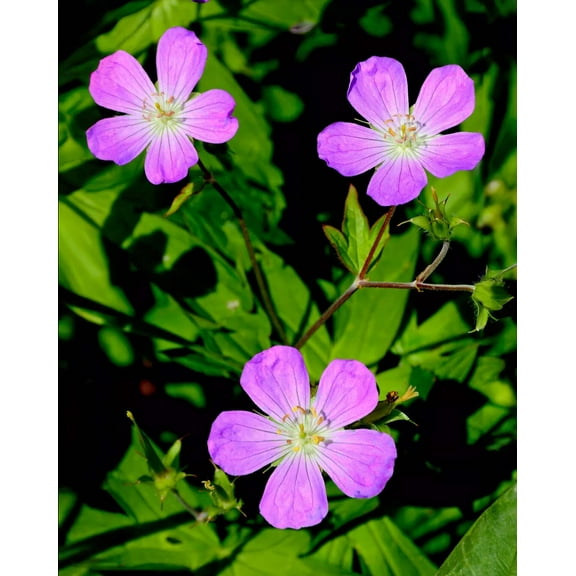 Wild Geranium - 5 Root Divisions