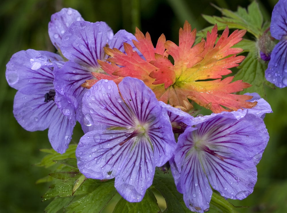 Wild Geranium Blooms With Premature Fall Leaf Coloring In Glen Alps Chugach State Park Southcentral Alaska Summer Canvas Art - Ken Baehr Design Pics (34 x 24)