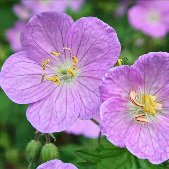 Wild Geranium Live Plant, Set of 5 Dormant Roots, Geranium Flower Plant for Outdoor Garden