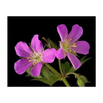 Sevena Geranium White Rose Dark Floral Portrait - Photography Flowers Floral Botanical ...