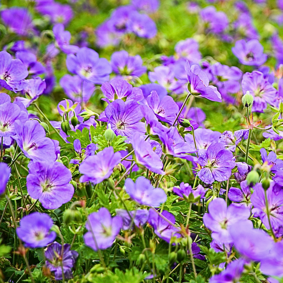 Wild Geranium Plant, Pack of 10 Wild Geranium Dormant Roots, Purple Flowers for Zones 3-9