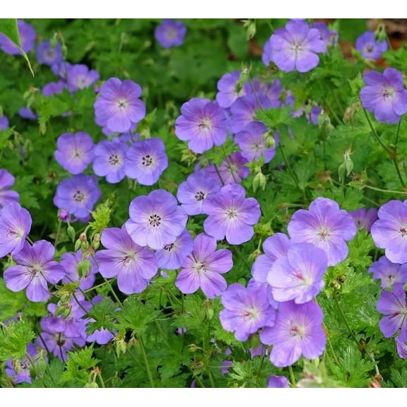 Wild Geranium Plant, Purple Blooms, Easy to Grow (1 Plant)
