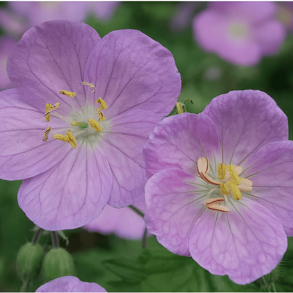 Plantvale Wild Geranium Live Plant, 5 Roots, 12-24 inch, Full Sun to Part Shade, Zones 3-8, Bare Root No Pot